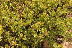 Pegolettia baccaridifolia