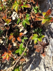 Potentilla alchimilloides