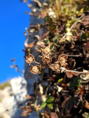Potentilla alchimilloides