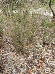 Austrostipa breviglumis