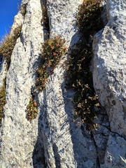Potentilla alchimilloides
