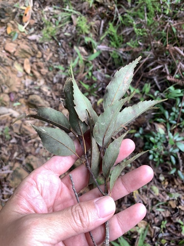 Image of Quercus longinux by (c) 呂一起(Lu i-chi), some rights reserved (CC BY)