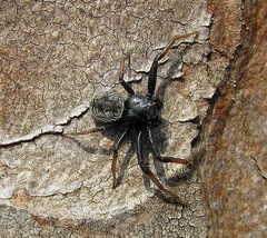 Coriarachne depressa