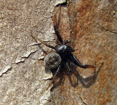 Coriarachne depressa