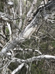 Melaleuca cuticularis