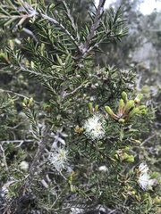Melaleuca cuticularis