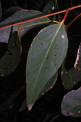 Eucalyptus behriana
