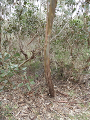 Eucalyptus behriana