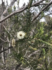 Melaleuca viminea