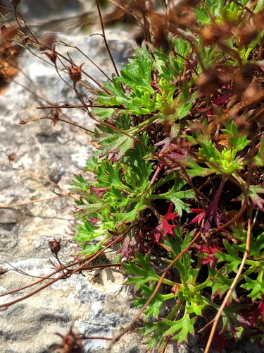 Image of Saxifraga trifurcata by (c) Denys Vynokurov, some rights reserved (CC BY)
