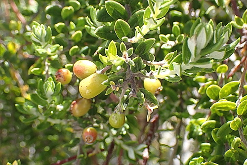 Image of Phylica paniculata by no rights reserved
