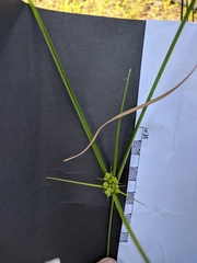 Cyperus acuminatus