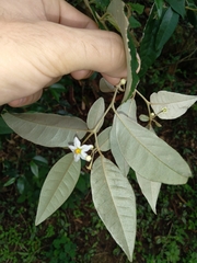 Solanum argenteum