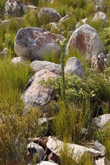 Thesium euphorbioides