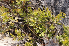 Searsia cuneifolia