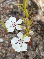 Isotoma hypocrateriformis