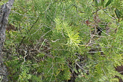 Asparagus densiflorus