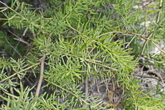 Asparagus densiflorus