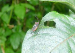 Leptoscelis tricolor