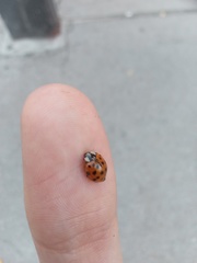 Harmonia axyridis