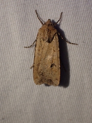 Euxoa ochrogaster