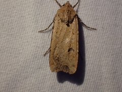 Euxoa ochrogaster
