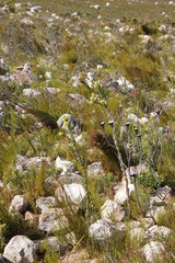 Thesium euphorbioides