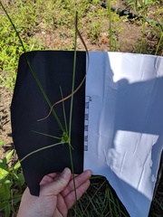 Cyperus acuminatus