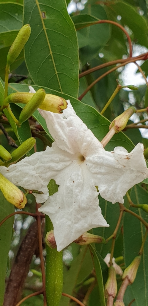 Stereospermum euphorioides (Mangarahara)
