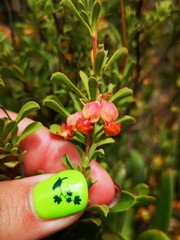 Hermannia ternifolia