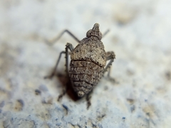 Orgerius