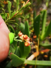 Hermannia ternifolia