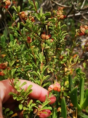 Hermannia ternifolia