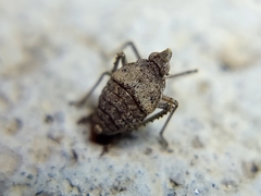 Orgerius