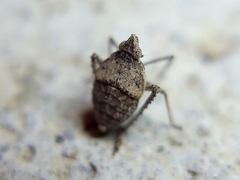 Orgerius