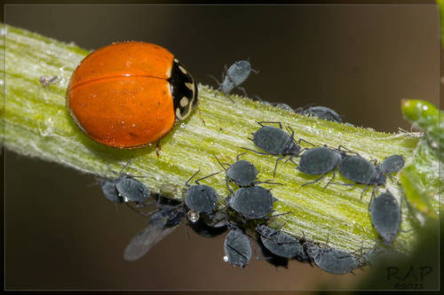 American ragwort aphid photo 3