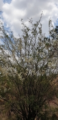 Dichrostachys