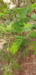 Dichrostachys