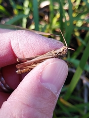 Chorthippus maritimus maritimus