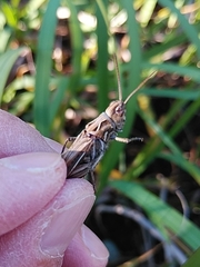 Chorthippus maritimus maritimus