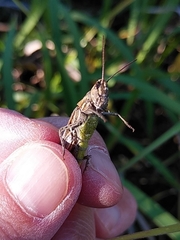 Chorthippus maritimus maritimus