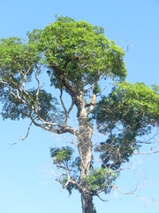 Aspidosperma polyneuron