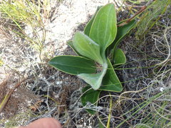 Mairia coriacea