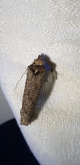 Cryptaspasma