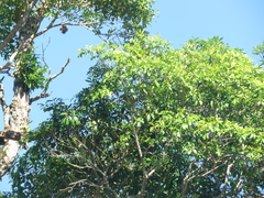 Aspidosperma polyneuron