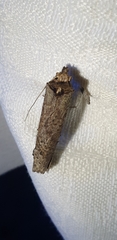 Cryptaspasma