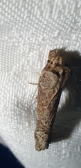 Cryptaspasma