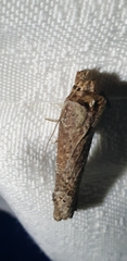 Cryptaspasma