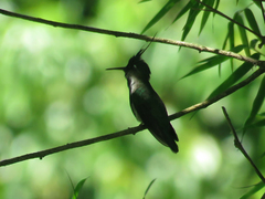 Stephanoxis loddigesii