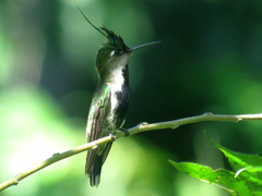 Stephanoxis loddigesii